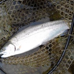 天竜川ルアーフライ専用区